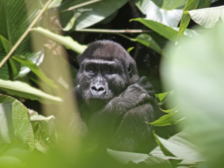 Sanctuary Gorilla Forest Camp