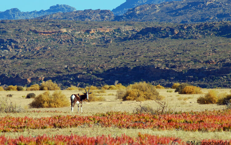 Sublime escape to Wild Mountains – Bushmans Kloof Wilderness Reserve