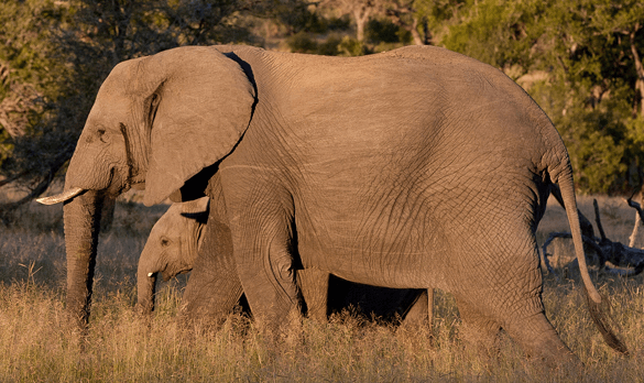 Londolozi – The Land of Leopards