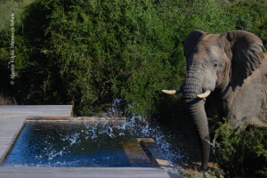 news-elephant-pool01