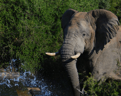 Kwandwe reveals its magic