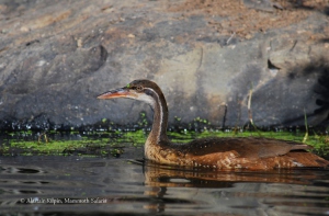 news-finfoot_kwandwe1-001