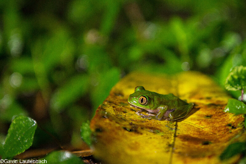 Odzala-Kokoua National Park, Congo