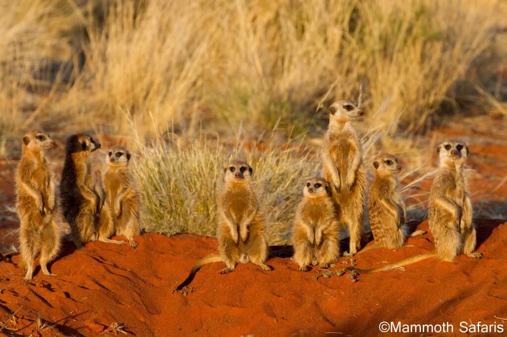 Tswalu Kalahari – A vast and magical land