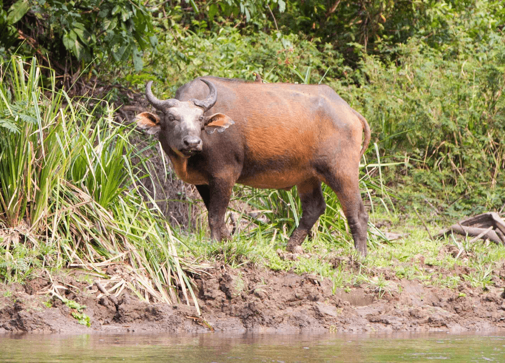 Congo-Kalahari: From Primates to Pangolins