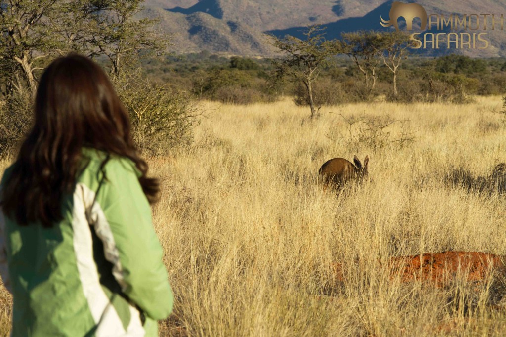 One of the most unique activities that is best done in the South African winter is to spend time on foot with an aardvark as he goes about his search for food in the early afternoons.