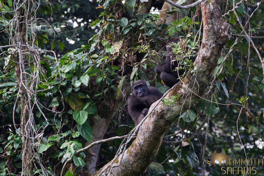 It is not always easy to get a good sighting of the lowland gorillas, after hours of tracking and some patience we got to see some incredible interaction between these two individuals.