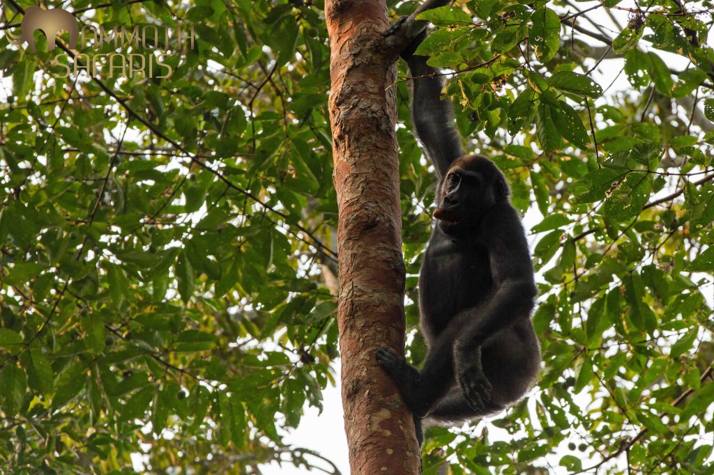 This Western Lowland Gorilla was just hanging a round on a small branch above our heads.