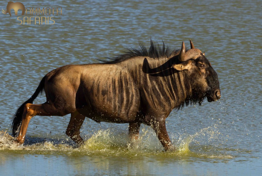 We watched a small group of wildebeest come down to drink at a small waterhole. It was a windy day and a gust of wind spooked them and they ran right through the water.