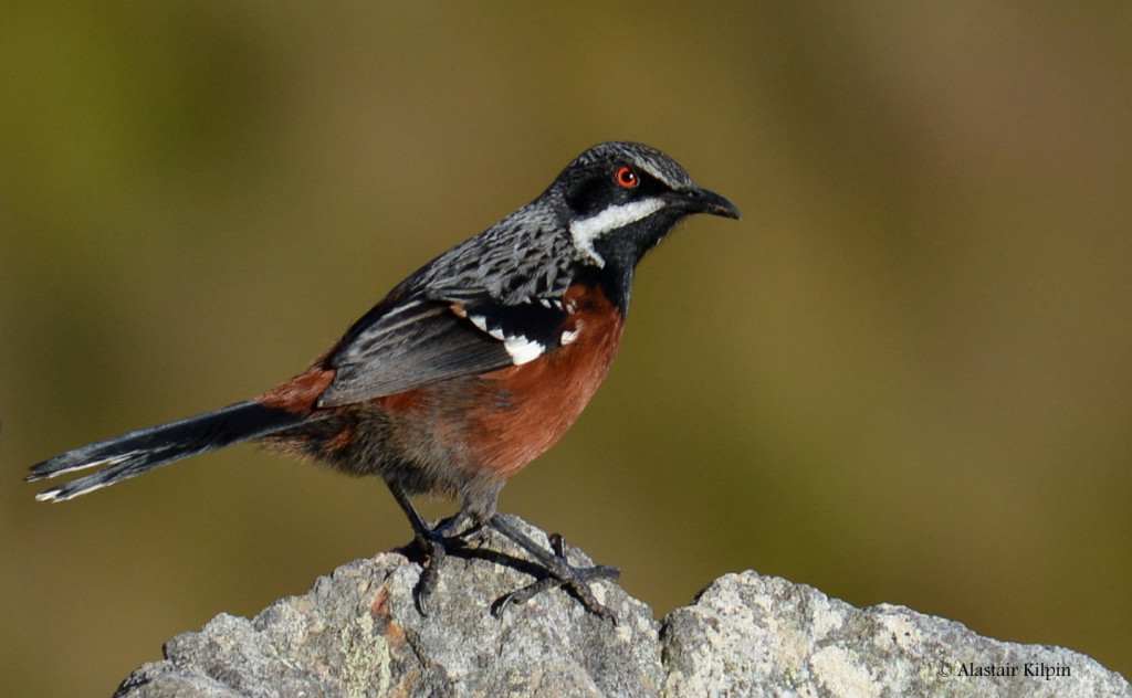 a stunning male Cape Rockjumper photographed in the Kogelberg Biosphere Reserve not far from Cape Town