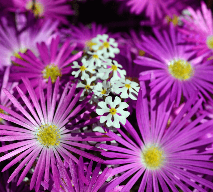 Cape Town and beyond in spring…