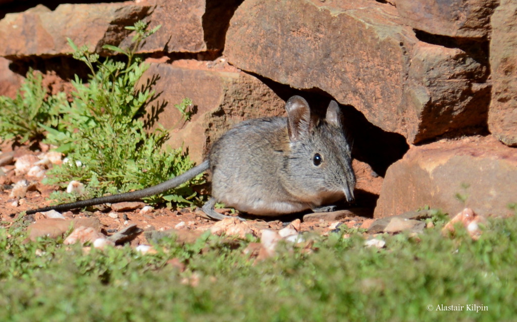 Elephant Shrew snapped near its shelter in the Little Karoo