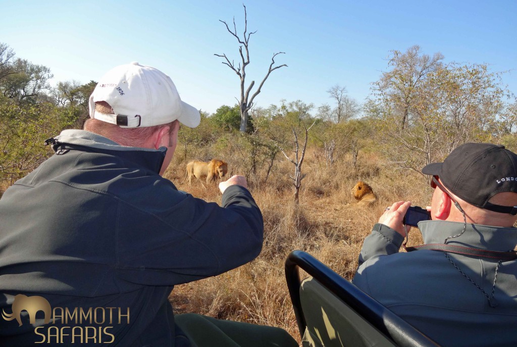 Our ranger and tracker team Tom and Jerry, did an outstanding job using their skills to track and find these magnificent males. To be sitting so close in an open vehicle next to these super predators is an experience that makes the long distance travel to get to Africa completely worth it. 