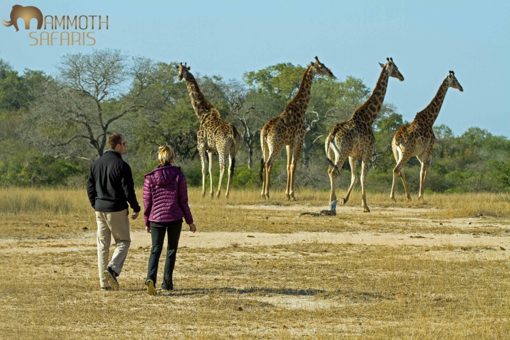 There is a magical moment that happens when you invite people to get off the vehicle and to walk amongst a journey of giraffe. Their faces start with a fascinating look of disbelief morphing into a child like gleam on Christmas morning. It really is a wonderful experience and a allows one to experience  just how tall these giants are.