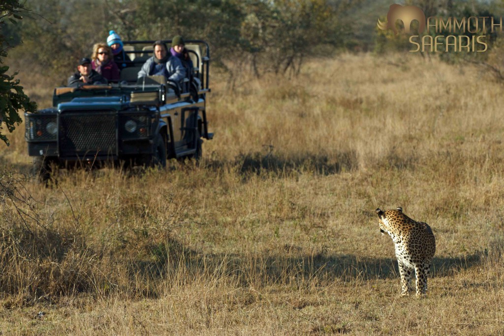 It is always good to give animals their space and watch stories unfold. We watched this mother leopard looking for her cub. Patiently waiting and respecting her pursuit,  we were rewarded a wonderful scene of a the cub running towards his mother and watching them reunite and share the special moment with them.