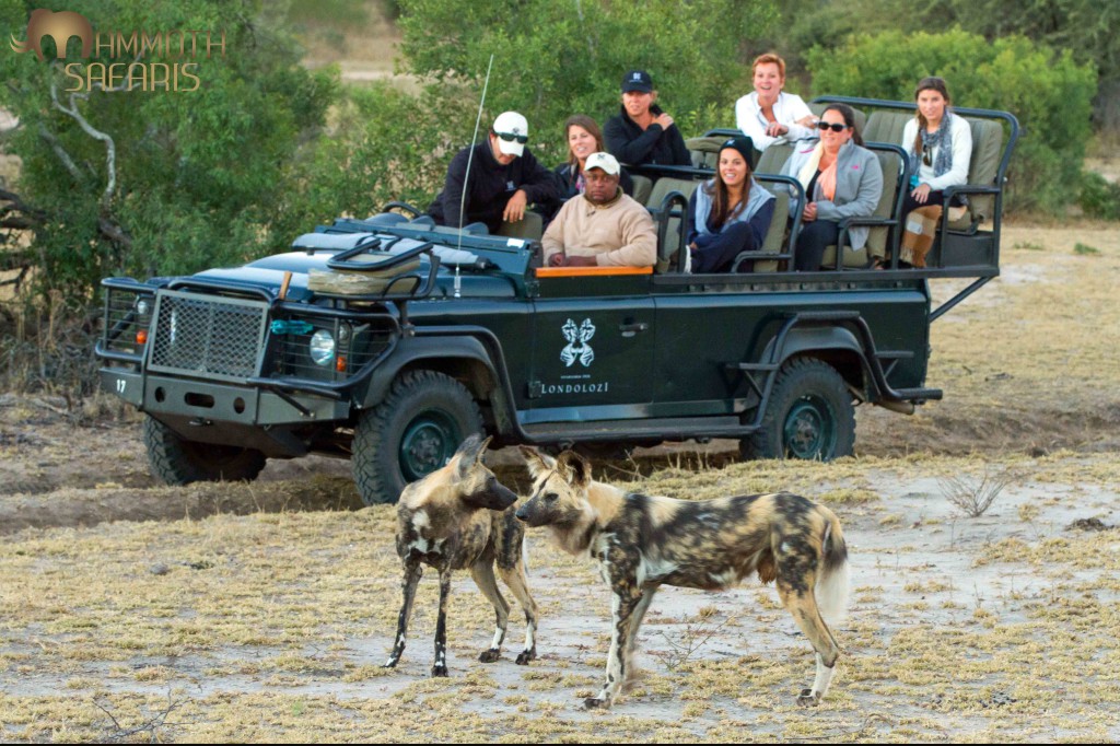 We were extremely fortunate to see a pack of wild dogs on our first afternoon. We spent some time trying to track them so it was really rewarding to find them and watch their natural behavior and eventually seeing them on an impala kill. 
