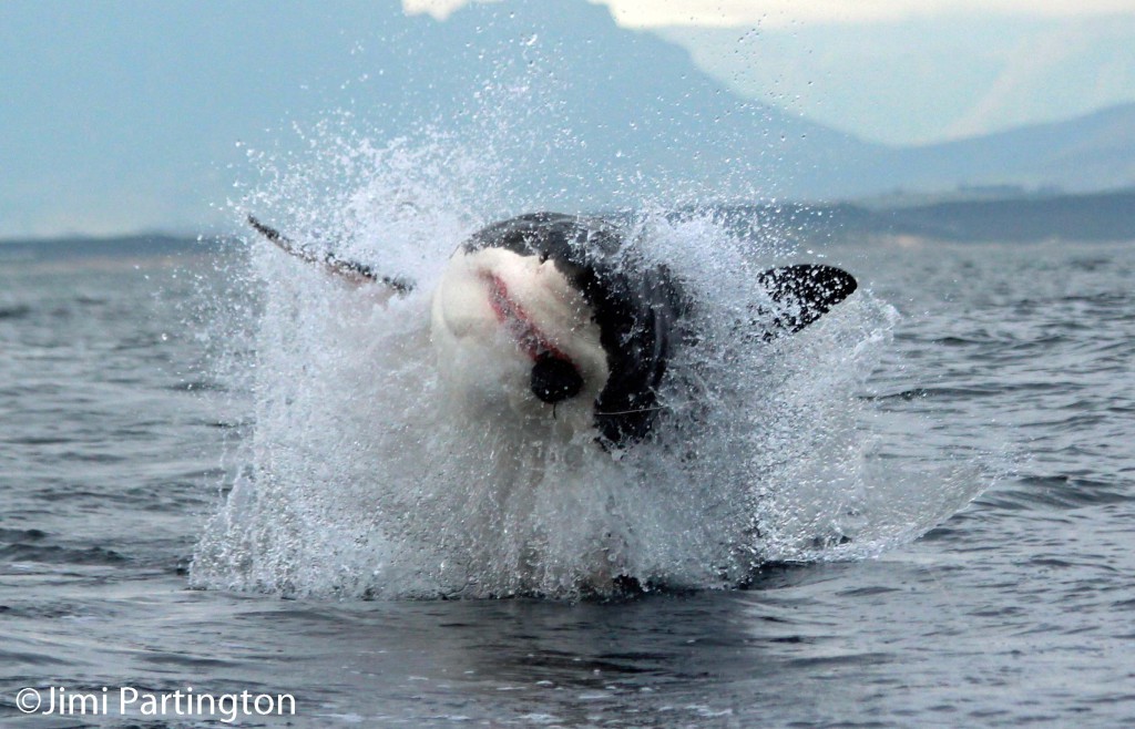 We had a phenomenal shark cage diving experience with Apex. The team were outstanding and went out of their way to make sure we had the best time. A four meter great white breaching with with such speed and ferocity is something i will never forget.