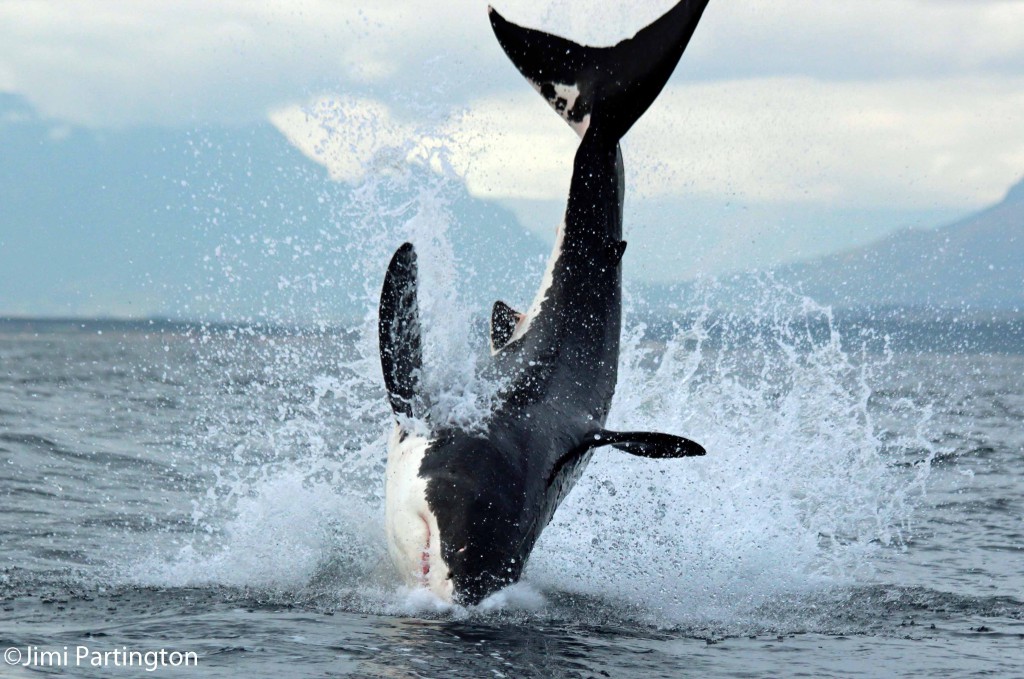Seeing great whites in action like this is a thrilling experience. Add that to the natural predations which take place around Seal Island and spending time underwater watching them glide effortlessly through the frigid Cape Water is an absolute must if you visit Cape Town. 