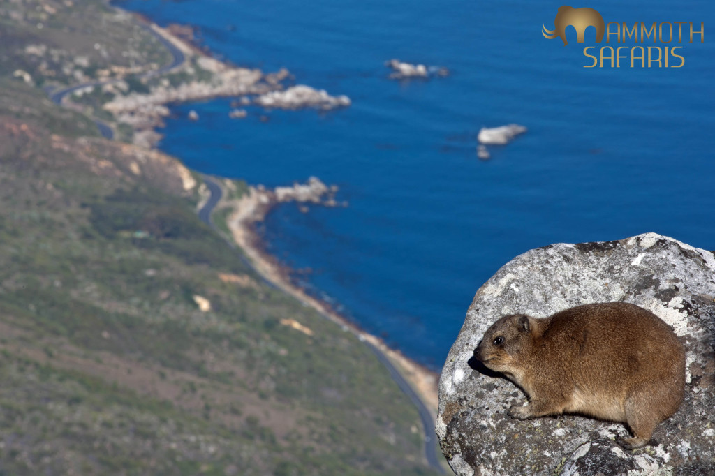 Rock Hyrax enjoying the view  from the top of Table Mountain. These cute little animals spend their mornings basking in the sun much to all the photographers delight.