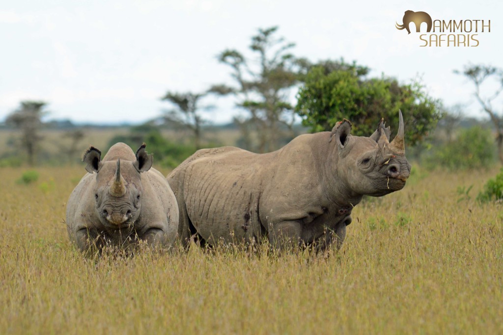 rhinos and oxpeckers - Ol Pejeta