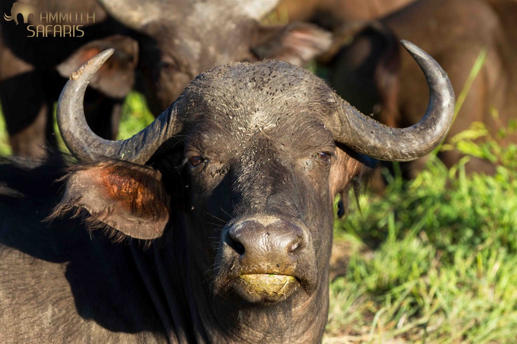 One of my favourite things to do is spend time watching a large herd of buffalo. There is so much interaction between the different members of the herd, ox-peckers fluttering excitedly and the ever present threat of lion hunt.   