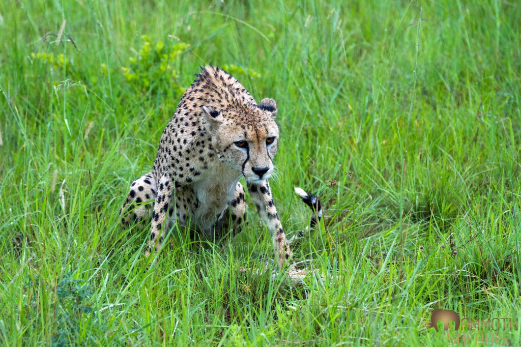 Cheetah, Savanna, Sabi Sands