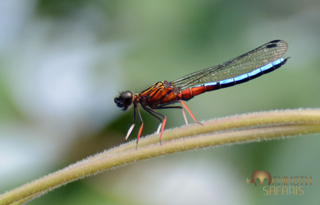 this is one of Africa's most attractive dragonflies - photographed along the Ewaso Nyiro River