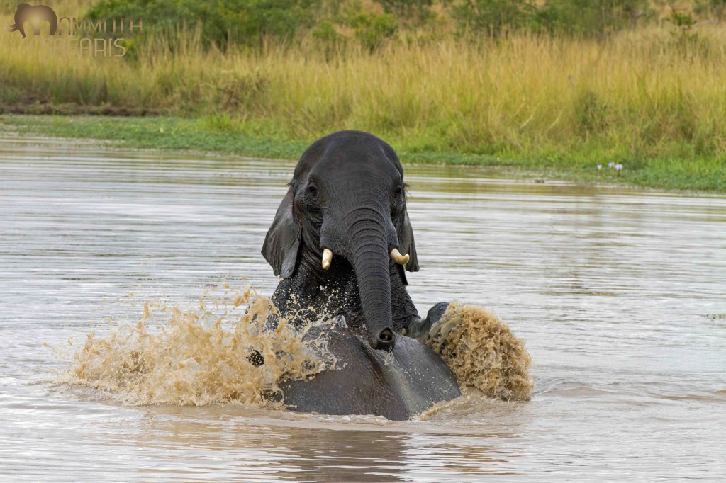 Elephant, Savanna, Sabi Sands