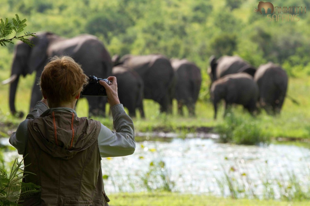 Elephant, Savanna, Sabi Sands