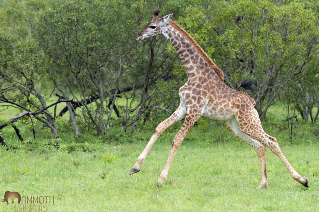 Giraffe, Savanna, Sabi Sands