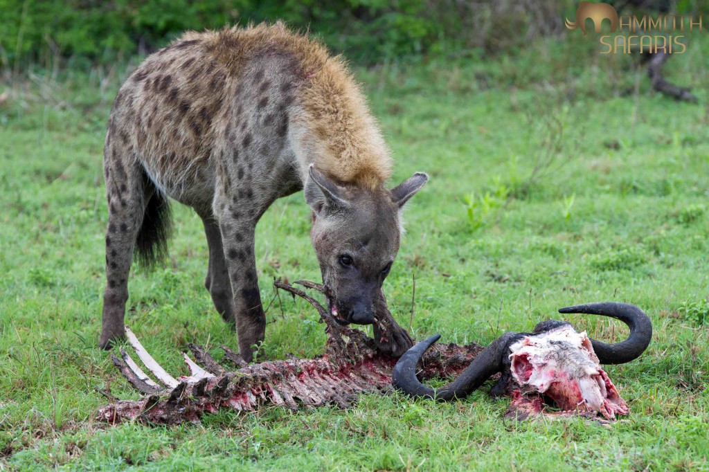 Hyena, Savanna, Sabi Sands