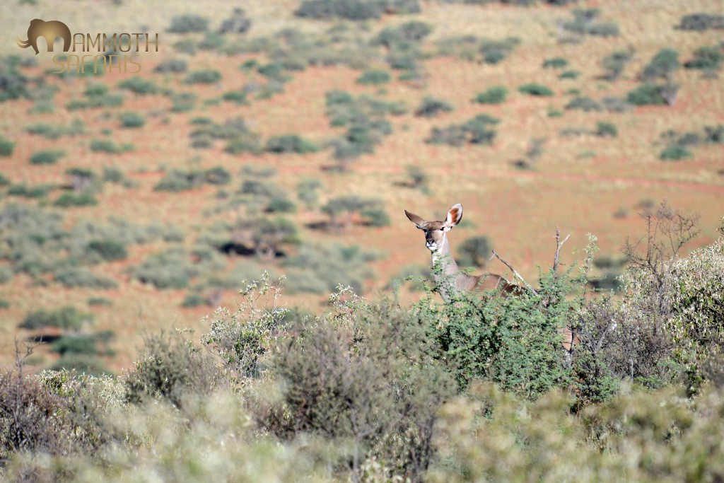 A female Kudu peers at me from the ridge