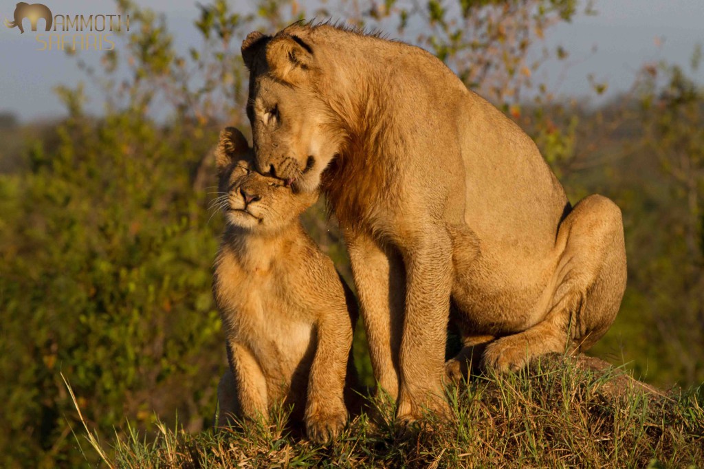 Lion, Savanna, Sabi Sands