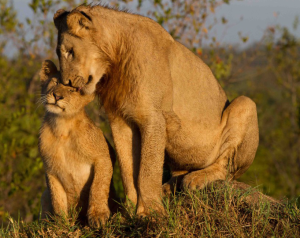 Lion-Savanna-Sabi-Sands--1024x682