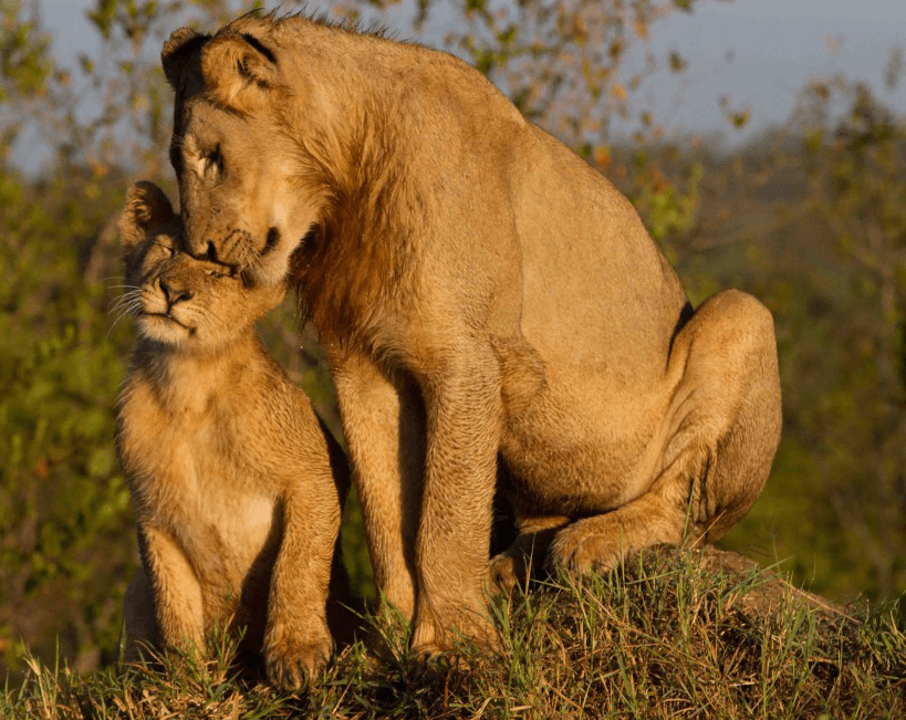 On Safari at Savanna Private Game Reserve