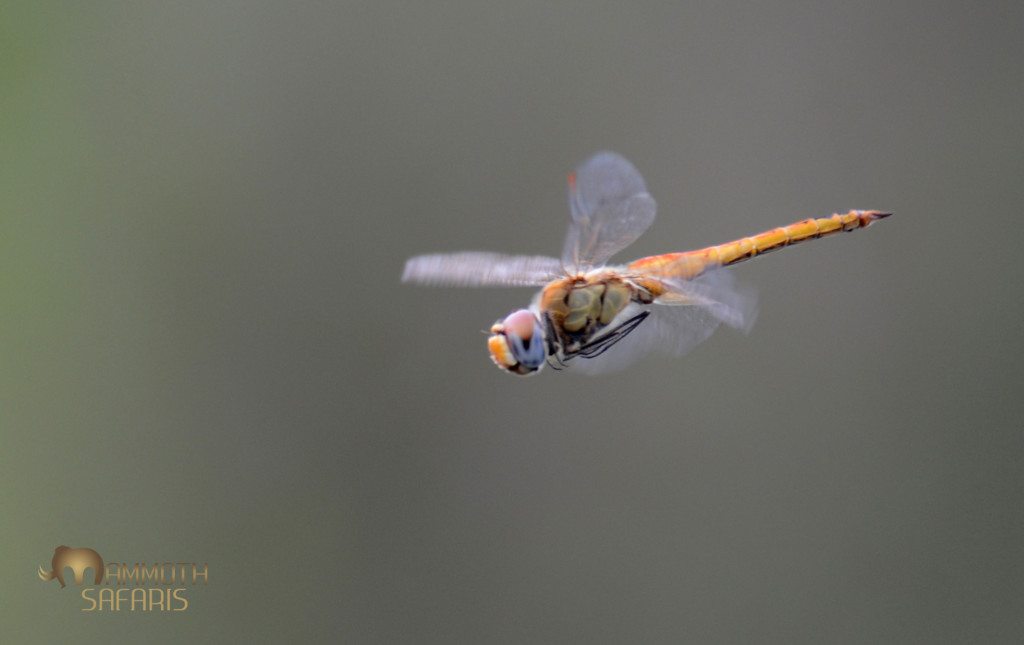 We had photographed a good number down at the river, but this Globe Skimmer was hovering around the Land Rover as if we were an elephant flushing insects!