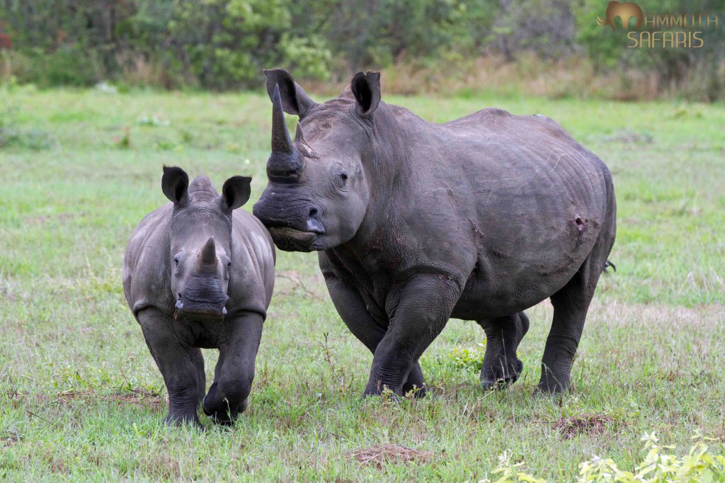 Rhino, Savanna, Sabi Sands