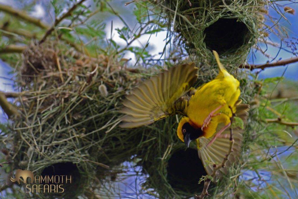 a male Speke's Weaver attending his nests within the colony