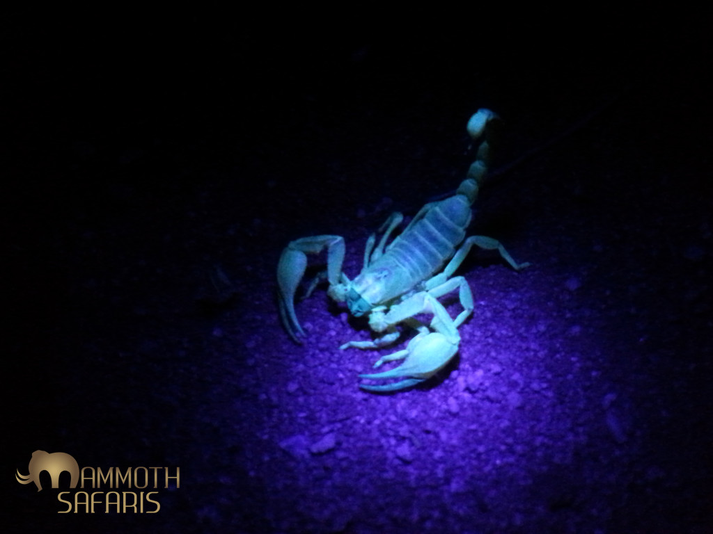 This is one of the fun parts of the night at Tswalu