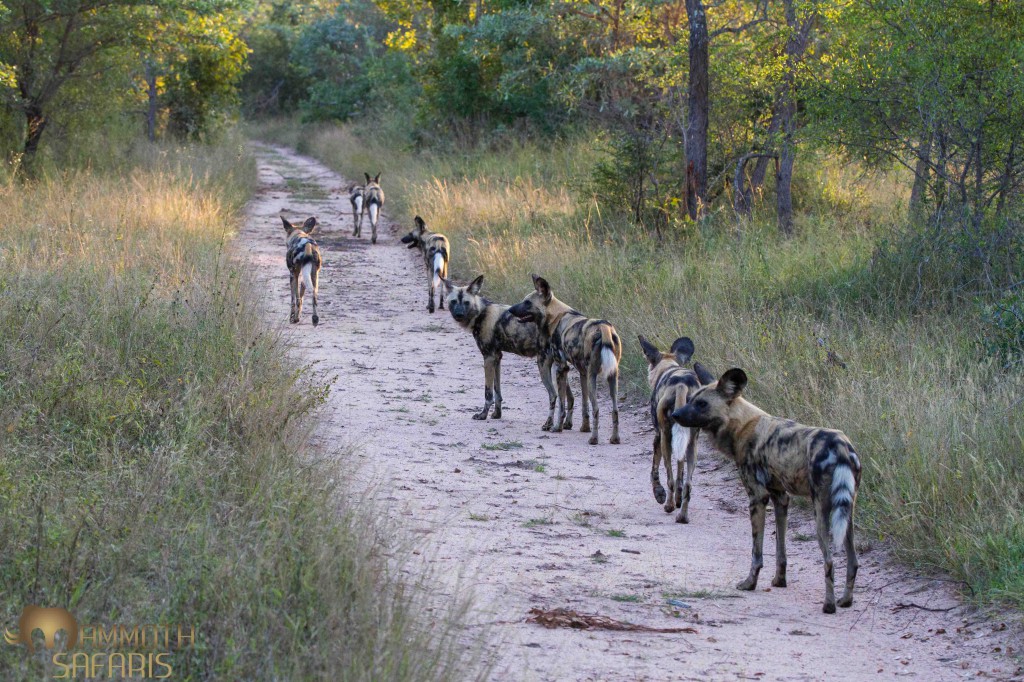 Wild Dog, Savanna, Sabi Sands