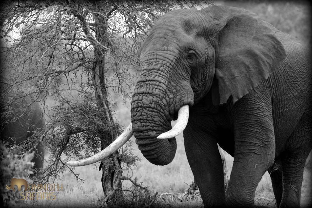 I saw this elephant bull and wondered just how large he might be when he really grows up one day!