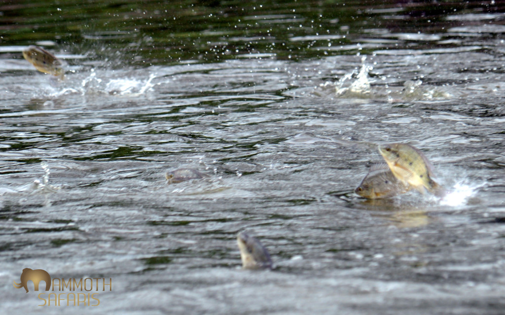 I simply could not get decent photos of these fish as they fled the hunting crocodile.