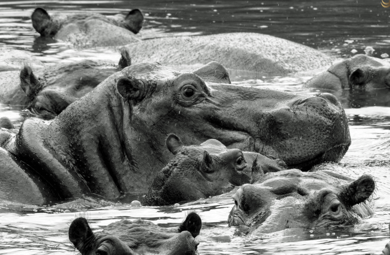 Singita Lebombo turns it on…