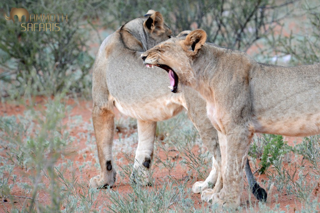 After missing a warthog during the hunt