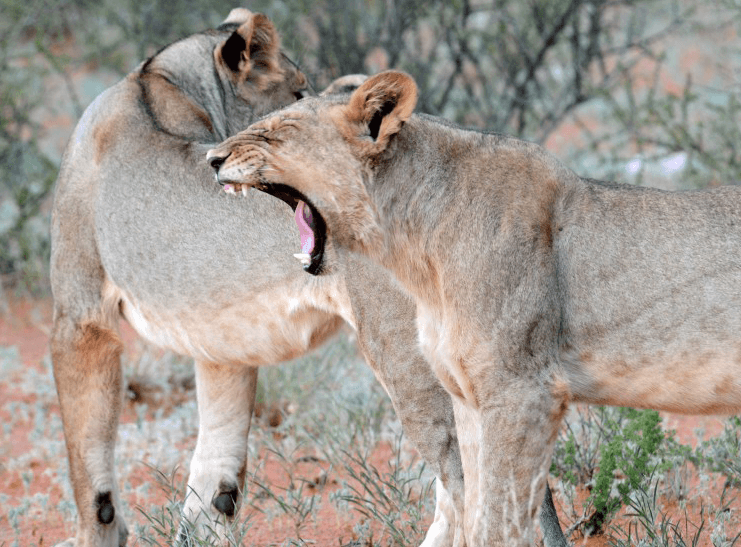 Beauty in the heat at Tswalu Kalahari