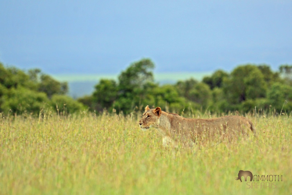 one of many lion we saw hunting the open plains at Ol Pejeta Conservancy