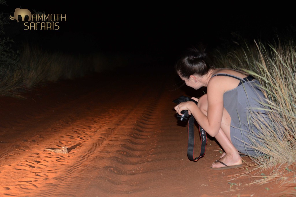Photographing a Rufous-cheeked Nightjar on the red sand track