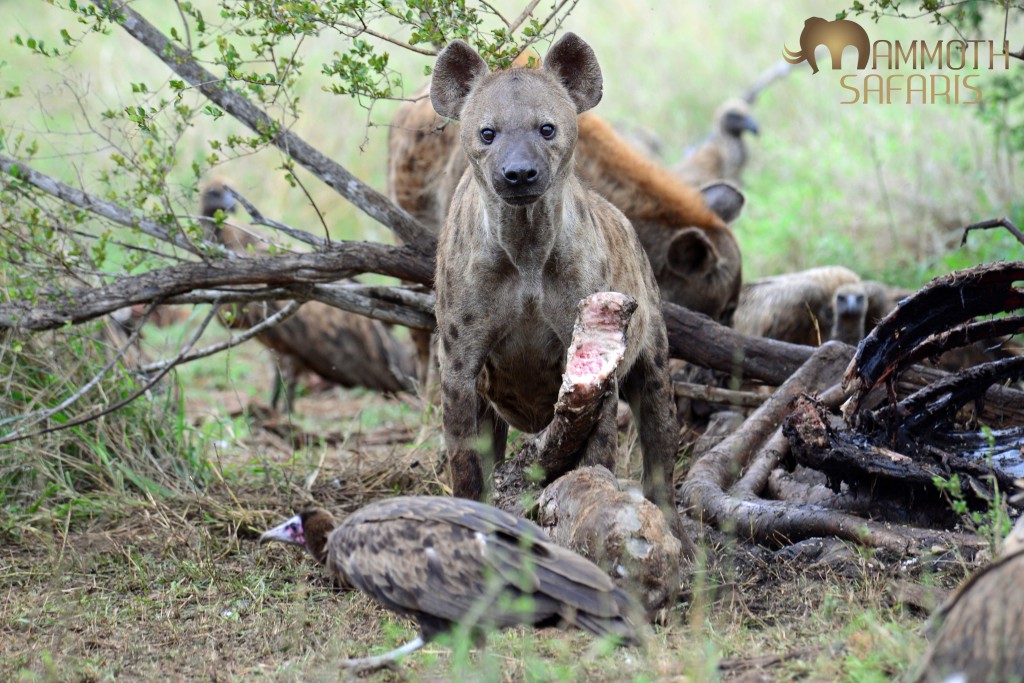 We sat for ages watching the hyenas devour the giraffe bone by bone - the vultures just waited for marrow to shoot out as they fed.