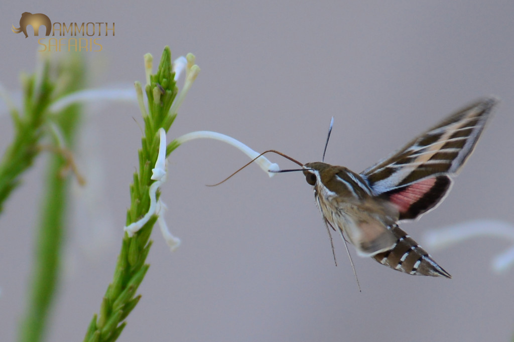 Within 2 days of the rains, the insects emerged - none smarter than this busy pink-winged hawk moth which fed and pollinated the dainty white flowers in front of the bar!