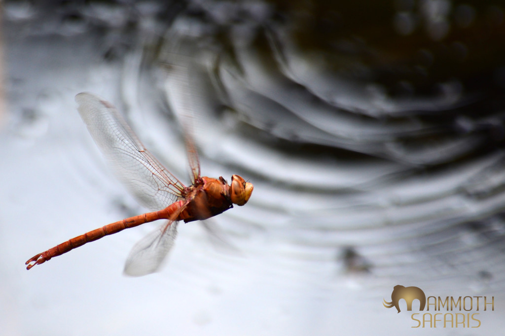 One doesn't normally associate dragonflies with  deserts - I found this huge Orange Emperor dominating a rock pool at a remote waterfall on the edge of the desert.